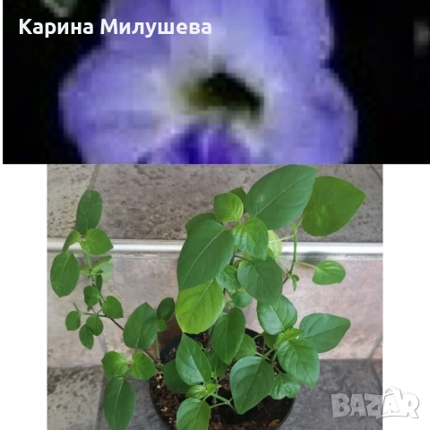 Продавам различни цветя, снимка 3 - Стайни растения - 19367768