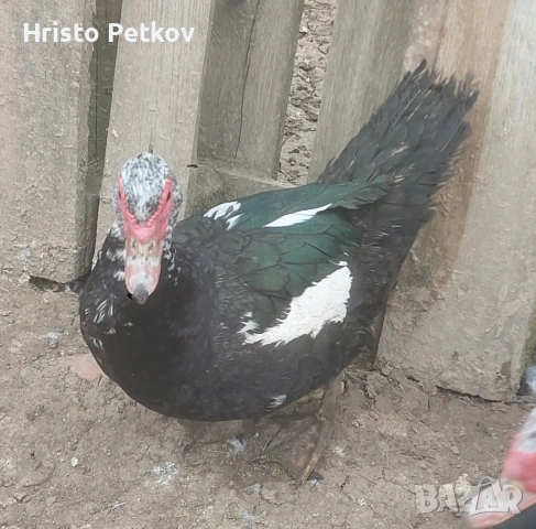 Продавам неми Патици и Патори , снимка 8 - Патици и гъски - 54097625