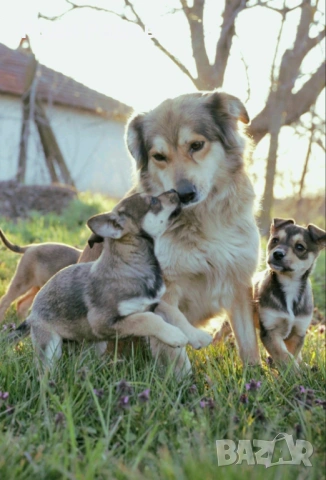 Кученца си търсят любящи стопани, снимка 2 - Други - 54110027