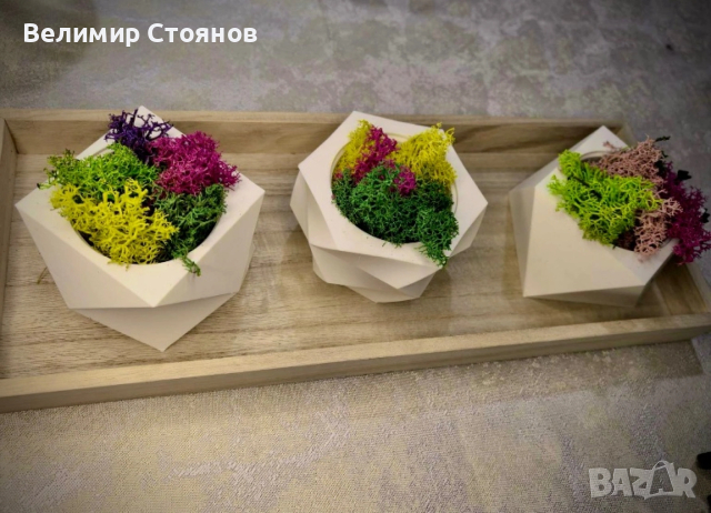 Скандинавски мъх в дизайнерски саксий, снимка 3 - Декорация за дома - 54244310