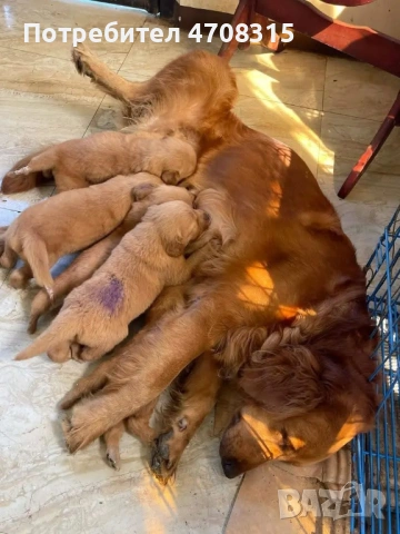 Голдън ретривър карамел момче, снимка 2 - Голдън ретривър - 53260030