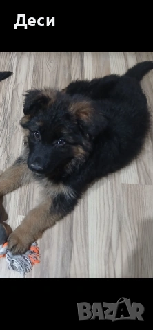 немска овчарка, снимка 2 - Немска овчарка - 53262392