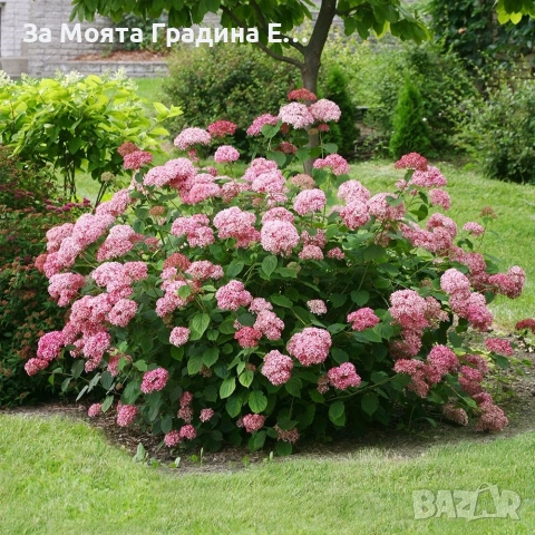 Хортензия макрофила, снимка 5 - Градински цветя и растения - 54032654