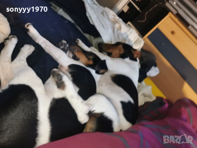 джак ръсел-куче 1бр 1501261713, снимка 5 - Джак ръсел териер - 53112030