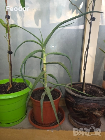 Дървовидно алое (Aloe arborescens), снимка 3 - Стайни растения - 46875963