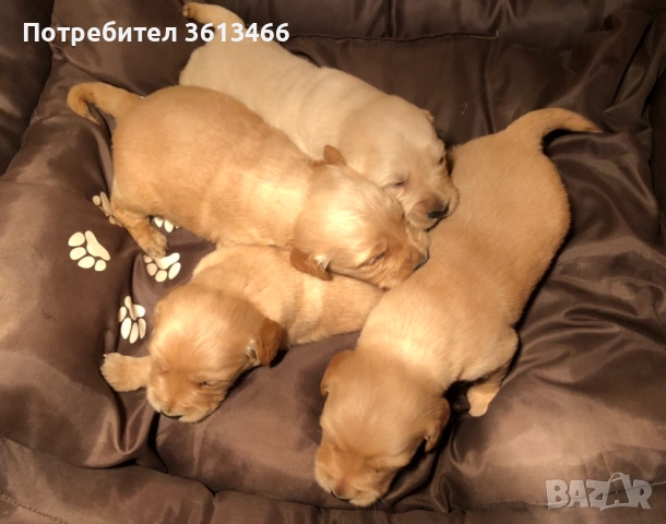 Чистокръвни голдън ретривър женски и мъжки, снимка 8 - Голдън ретривър - 50903635