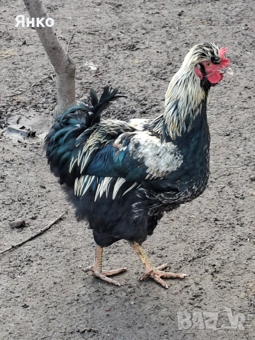 Домашни петли