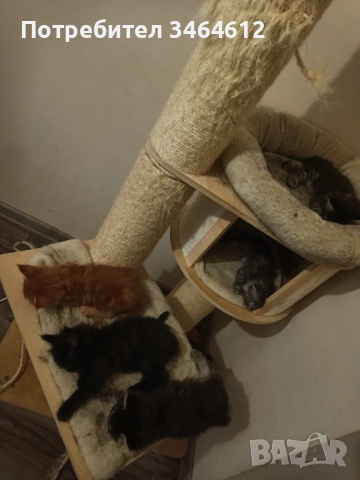 Мейн куун котенца, снимка 3 - Други - 52969975
