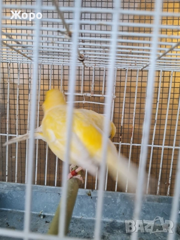 Продавам канари фай фенси , снимка 14 - Канари - 53018067