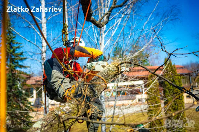 Рязане,оформяне,укрепване на опасни дървета , снимка 4 - Други услуги - 39864280