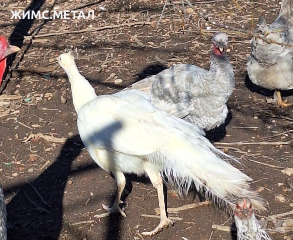 Женски пауни