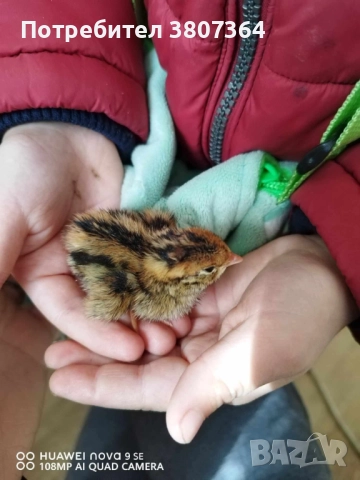 Яйца от пъдпъдъци разплодни и за консумация , снимка 5 - други­ - 52701949