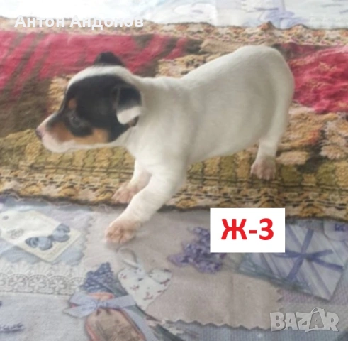 Джак Ръсел Териер, снимка 10 - Джак ръсел териер - 53382159