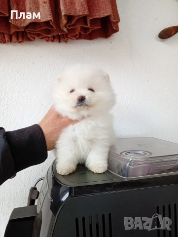 Мъжки и женски Померани. Реални снимки!, снимка 8 - Померан - 54044686