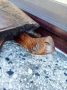 „ДЪРВЕНА КОСТЕНУРКА“ 🐢, снимка 3