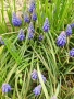 Мускари / Кукувиче грозде, снимка 2