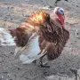 Пуяци Ред Бърбан, снимка 3