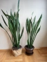 САНСЕВИЕРА, снимка 1