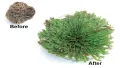 Йерихонска роза, rose of Jericho, селагинела (Selaginella lepidophylla), снимка 4