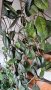Хоята (Hoya), наричана още восъчно цвете е едно от най-непретенциозните стайни растения.
, снимка 1 - Декорация за дома - 42743201