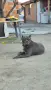 Кане корсо женска, снимка 1