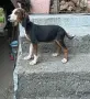 Трицветни гончета, снимка 2