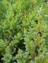 Люспеста хвойна, снимка 1 - Градински цветя и растения - 42208991