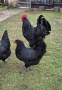 Разплодни яйца от австралорп , снимка 4