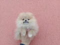 Мъжки и женски Померани. Различни възрасти !!! Реални снимки от 02.02.26 г., снимка 1