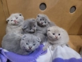 Шотландски клепоухи котенца , снимка 13