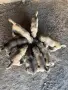 Продавам Чистокръвни Кангалчета, снимка 2
