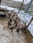 Продавам селски и лебедови гъски, снимка 3