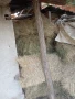 продавам Бали сено цена 8 лв.,бали слама,рола царевичак, снимка 4