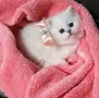 Много Красиви Бебчета.Живи  Играчки, снимка 3