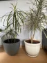 Драцена(шарена и зелена), снимка 1