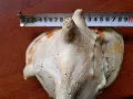 голям морски охлюв раковина, снимка 7