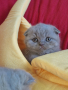 Шотландски клепоухи котенца , снимка 1 - Британска късокосместа - 44258208