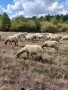 Продавам овце, мъжки шилета, кочове, снимка 10