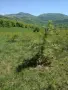продавам два имота в село Лакатник , снимка 1