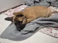 Кученца белгийска овчарка , снимка 2