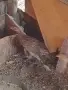 Продавам колхидски фазани , снимка 6