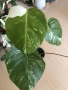 Monstera deliciosa Albo Variegata , снимка 3