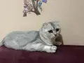 Британски котарак за разплод, снимка 3
