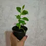 Еуфорбия/Христов венец Цвете, снимка 6