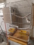 клетка за средни папагали за развъждане, снимка 2