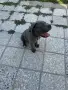  Мъжко Кане Корсо, снимка 1