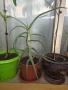 Дървовидно алое (Aloe arborescens), снимка 3