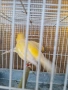 Продавам канари фай фенси , снимка 14
