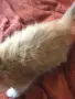 Пухкави  ангорски котенца, снимка 4