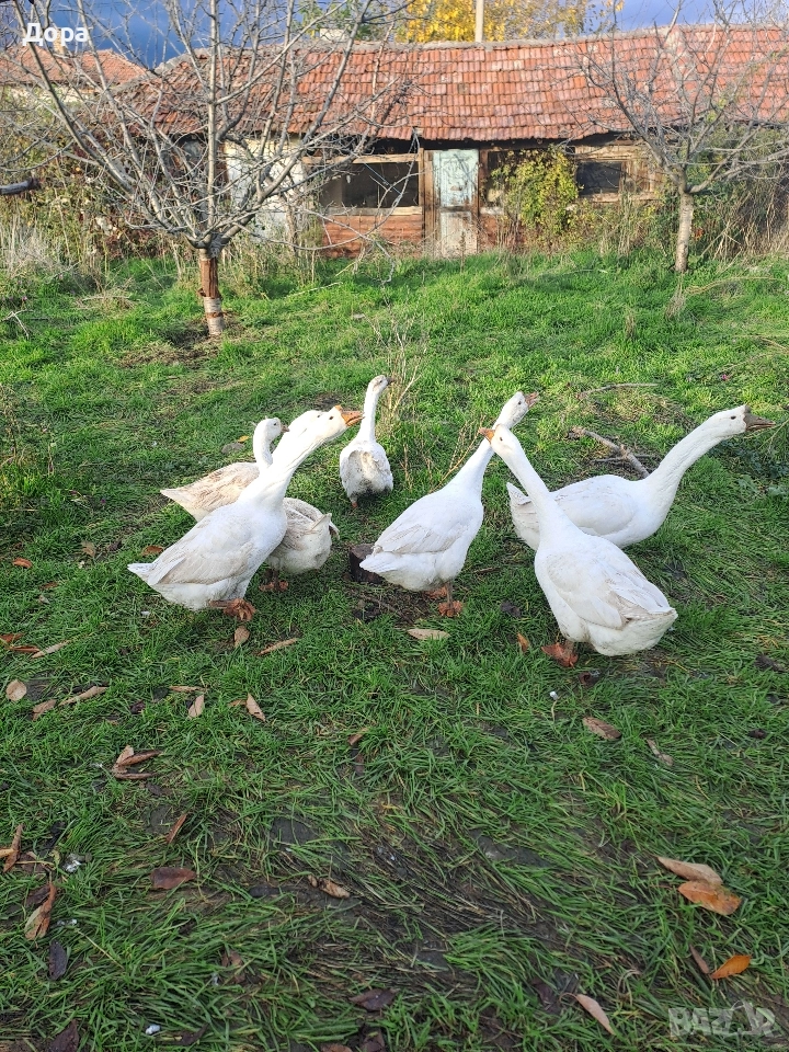 оплодени яйца от гъски Линда , снимка 1